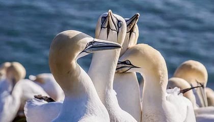 开云电子竞技-灰熊新秀莫兰特里双造神奇表现，灰熊 莫兰特