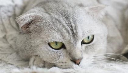 开云电子竞技-灰熊新秀莫兰特里双造神奇表现，灰熊 莫兰特